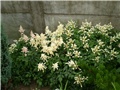 astilbe